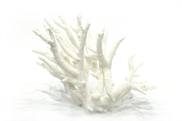 Premium Decor Staghorn Coral - Acropora Spiky Staghorn